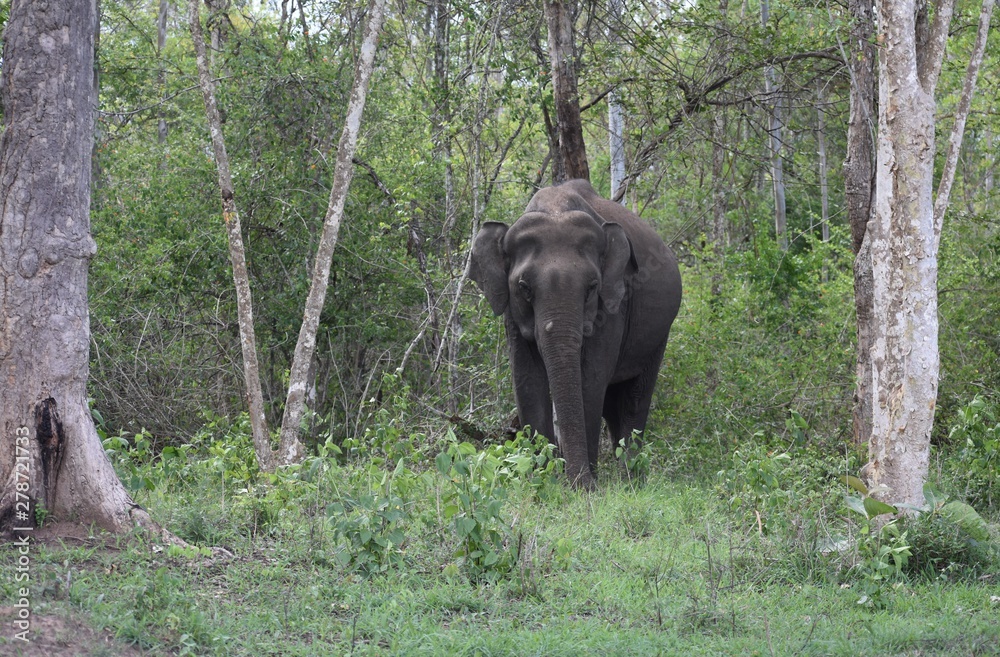 Obraz premium Elephants in Forest, Rajivgandhi National Park, Nagarhole, Karnataka, India