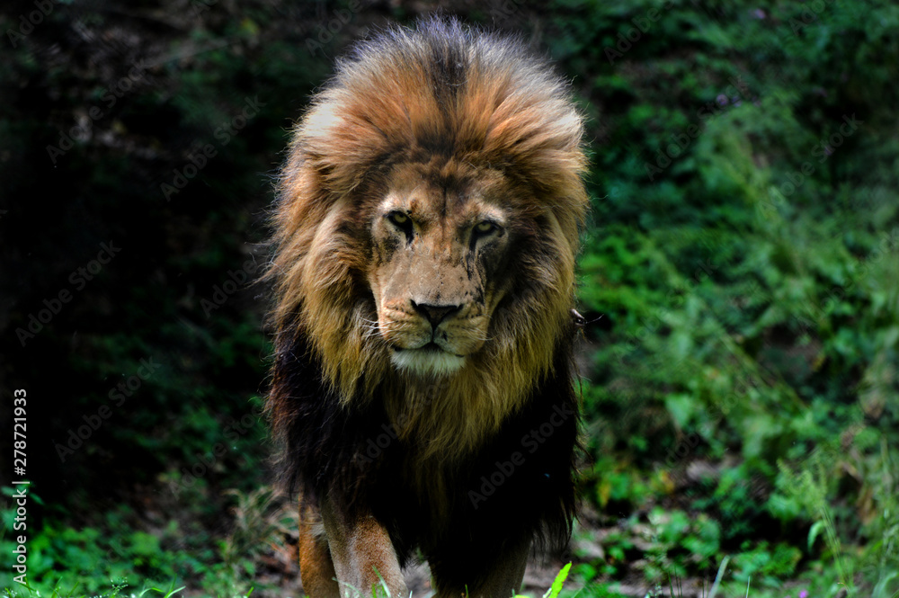 Lion walking portrait