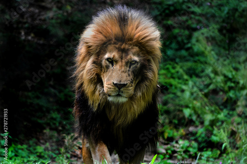 Lion walking portrait