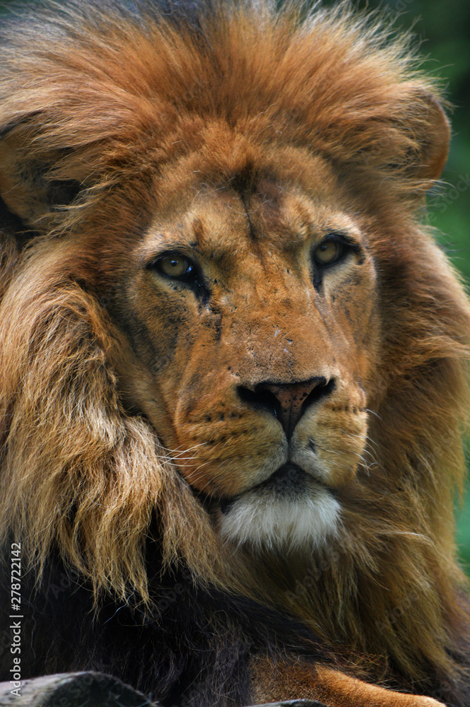 Lion Portrait close up