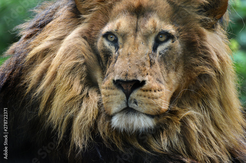 Fototapeta Naklejka Na Ścianę i Meble -  Lion Portrait close up