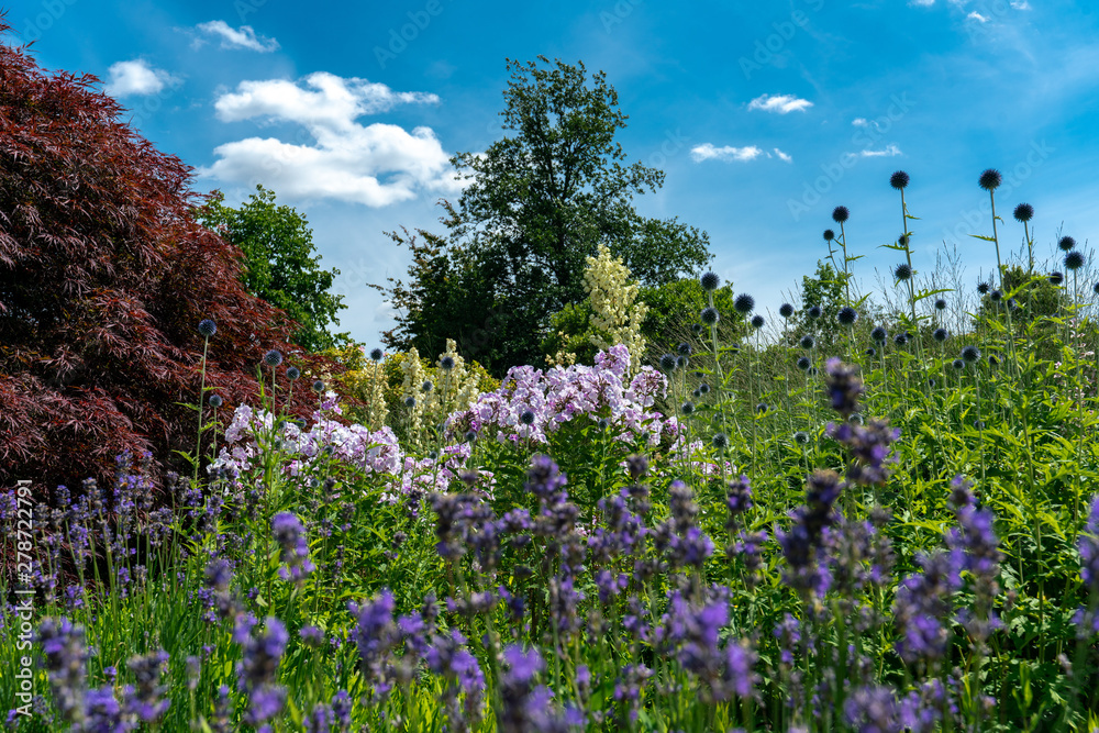 scenic summer flower bed featuring several white yucca filamentosa, phloxes, thistles and lavender scenic summer flower bed featuring several white yucca filamentosa, phloxes, thistles and lavender