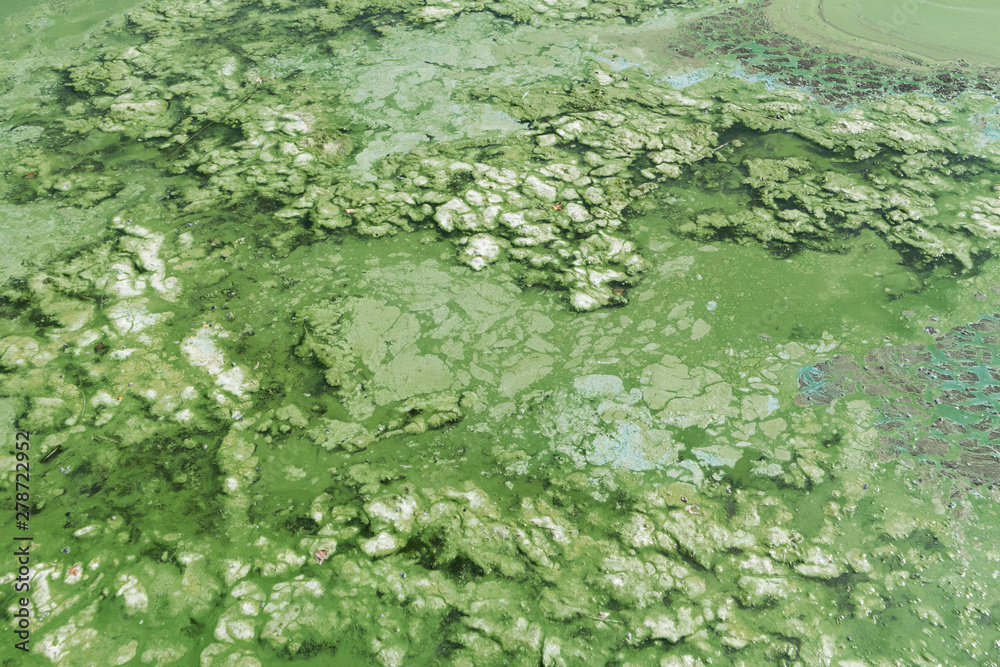 Algae polluted green water on a summer Algae polluted green water on a summer