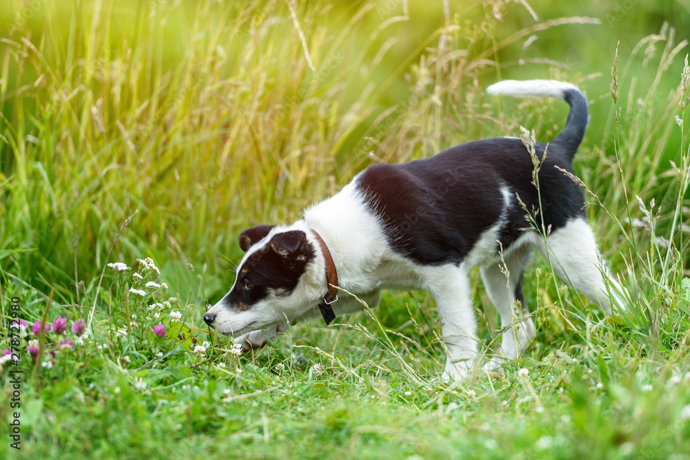 Happy young puppy in the grass on a Sunny summer day
