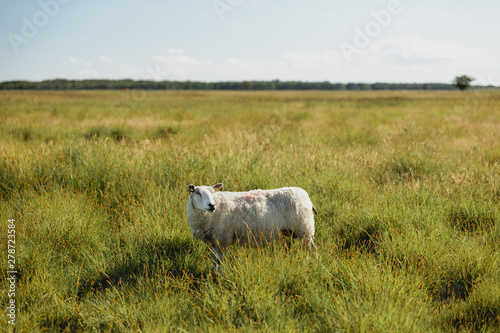 A sheep in a green field