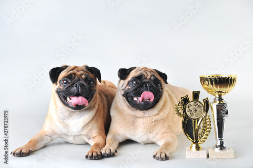 Two cute pugs with winning cups in studio isolated on white