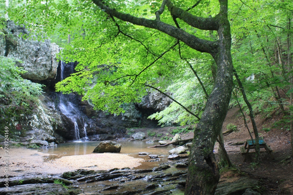 Fototapeta premium stream in forest