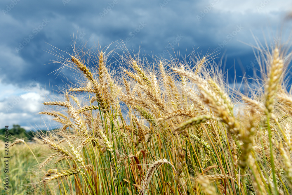 Growing cereals against cloudy sky. Growing cereals against cloudy sky.