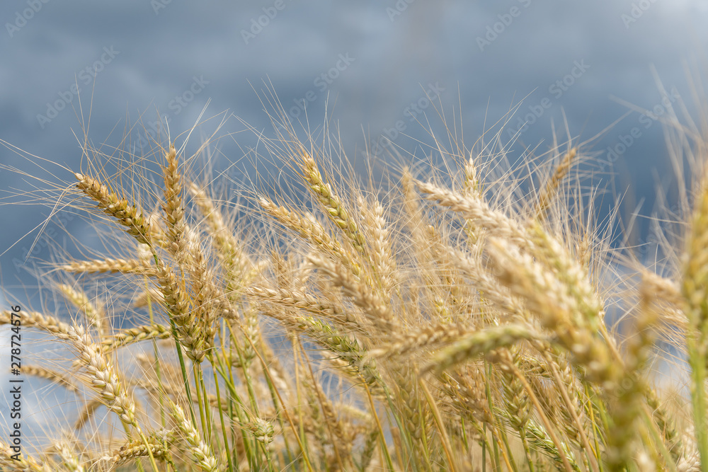 Fototapeta premium Growing cereals against cloudy sky.