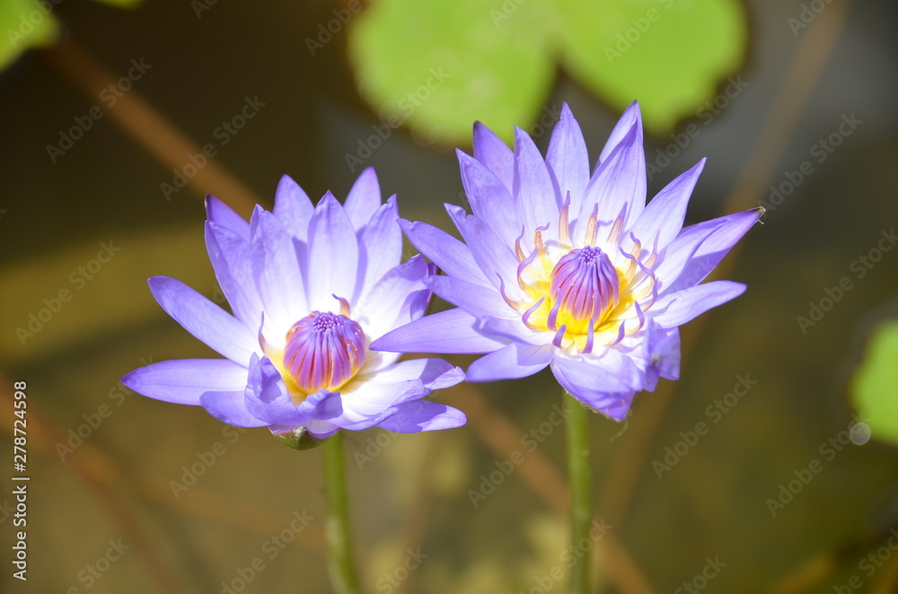 lotus1 lotus1