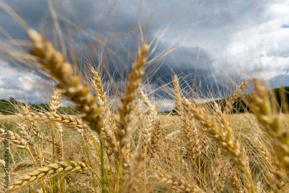 Fototapeta premium Growing cereals against cloudy sky.