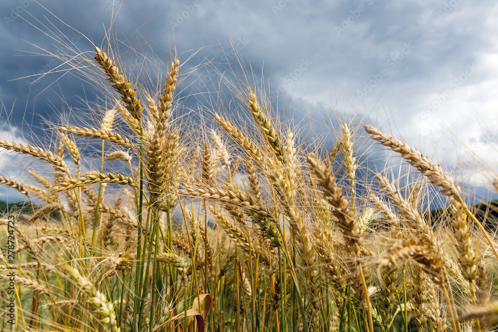 Growing cereals against cloudy sky. Growing cereals against cloudy sky.