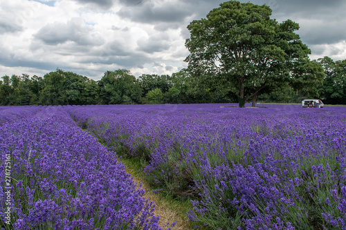 Lavender field in full bloom at Mayfields farm, UK