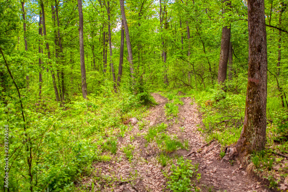 hiking trail in the green forest hiking trail in the green forest