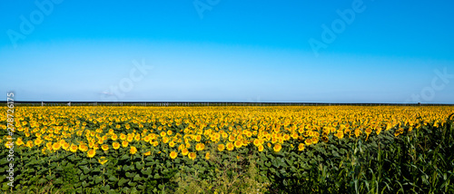 Sunflower field in rural place