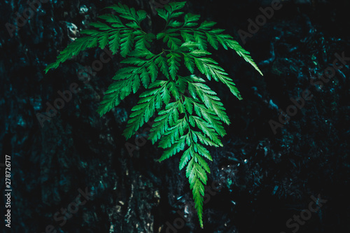 Close-up of Fern Green Plant Leaf Background