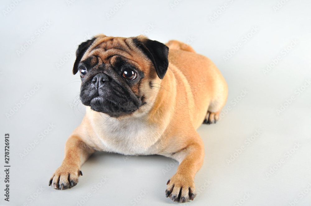 Cute young pug isolated on white