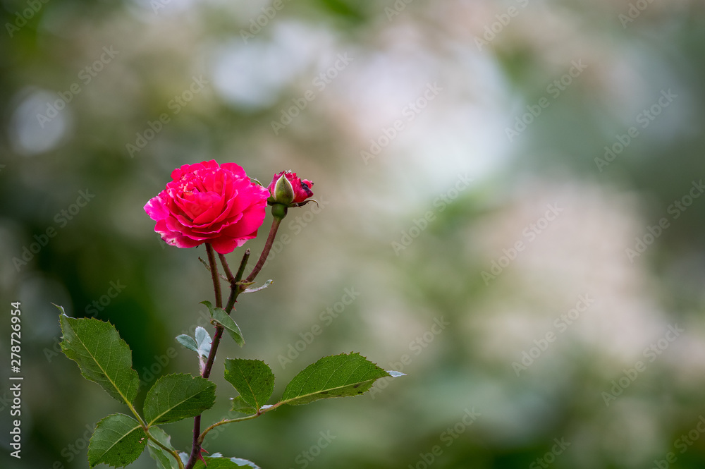 Obraz premium einzelne rote Rose vor diffusem Hintergrund