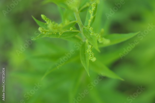 Abstract photo of green leaves for background