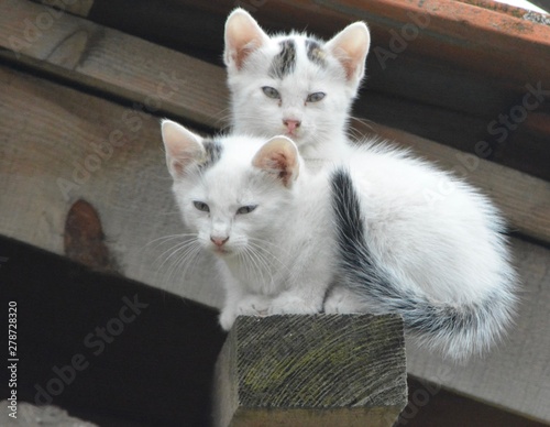 black and white kittens