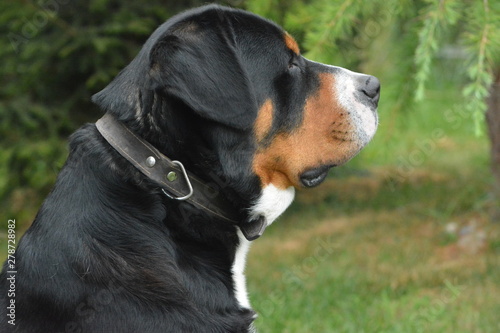 sitting dog