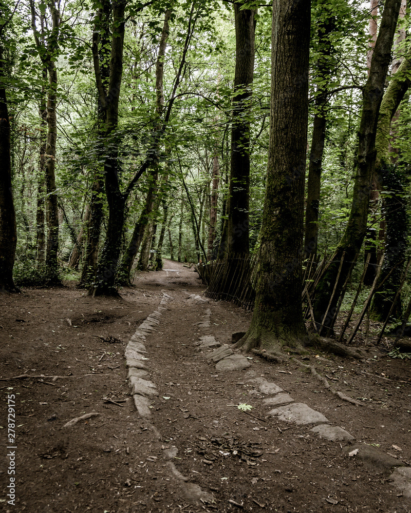 Obraz premium path in the forest