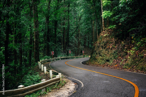 Photography Winding road through green Bilar Man-Made Forest, Bohol, Philippines