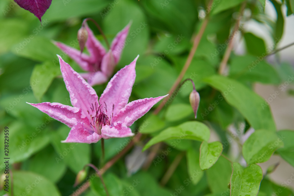 Several Lilac Flowers of clematis on a vine on a background of green leaves. Several Lilac Flowers of clematis on a vine on a background of green leaves.