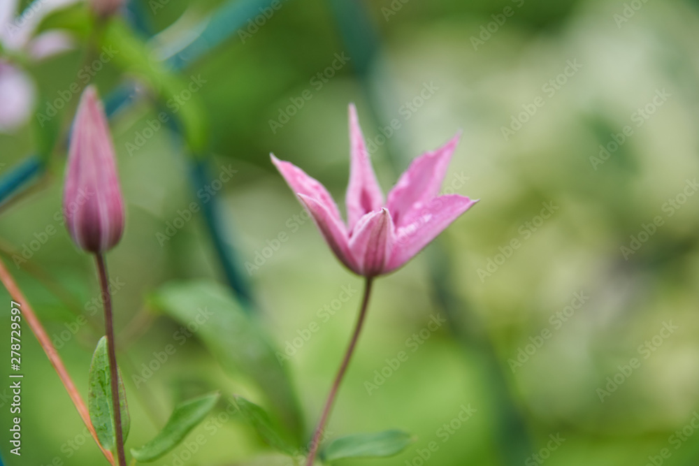 Several Lilac Flowers of clematis on a vine on a background of green leaves. Several Lilac Flowers of clematis on a vine on a background of green leaves.