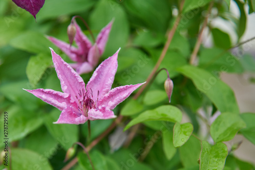 Several Lilac Flowers of clematis on a vine on a background of green leaves.