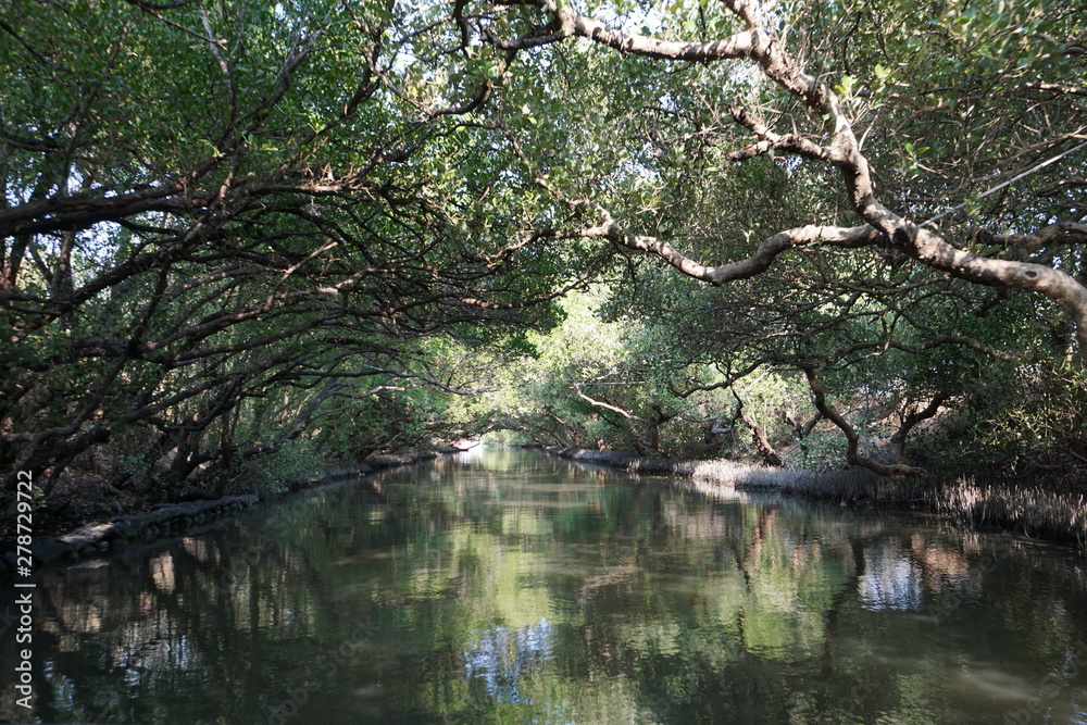 Mangrove forest Mangrove forest