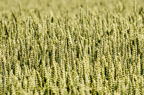 Small part of a field of wheat in the beginning of summer, with foreground and background blurred and middel ground in focus photo