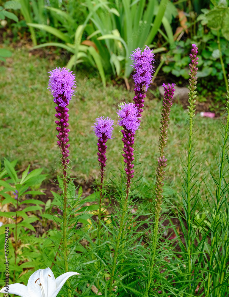 Blut-Weiderich wächst im Garten Blut-Weiderich wächst im Garten