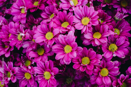 Beautiful chrysanthemum as background picture. Pink Chrysanthemum , chrysanthemums in autumn
