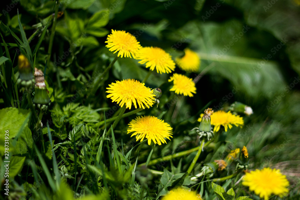 Taraxacum officinale. Several bright yellow dandelions with green leaves in the lush grass close-up. Taraxacum officinale. Several bright yellow dandelions with green leaves in the lush grass close-up.