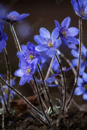 blue flowers on a background