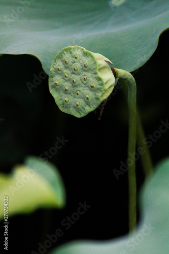 Green Lotus Leaves and Fruits photo