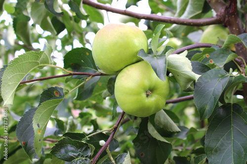 green apples on tree