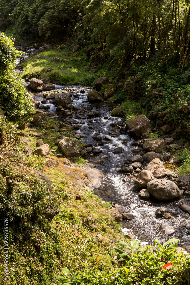 Forest with the river, Sao Miguel, Azores