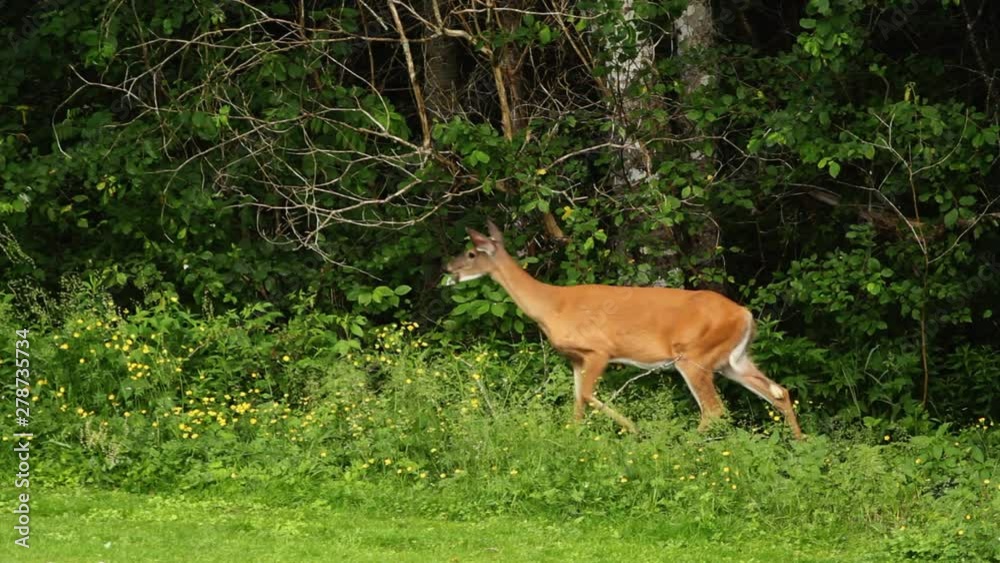 White-tailed deer grazing in front of forested tree line. White-tailed deer grazing in front of forested tree line.