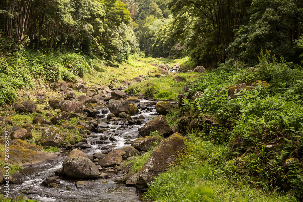Forest with the river, Sao Miguel, Azores Forest with the river, Sao Miguel, Azores