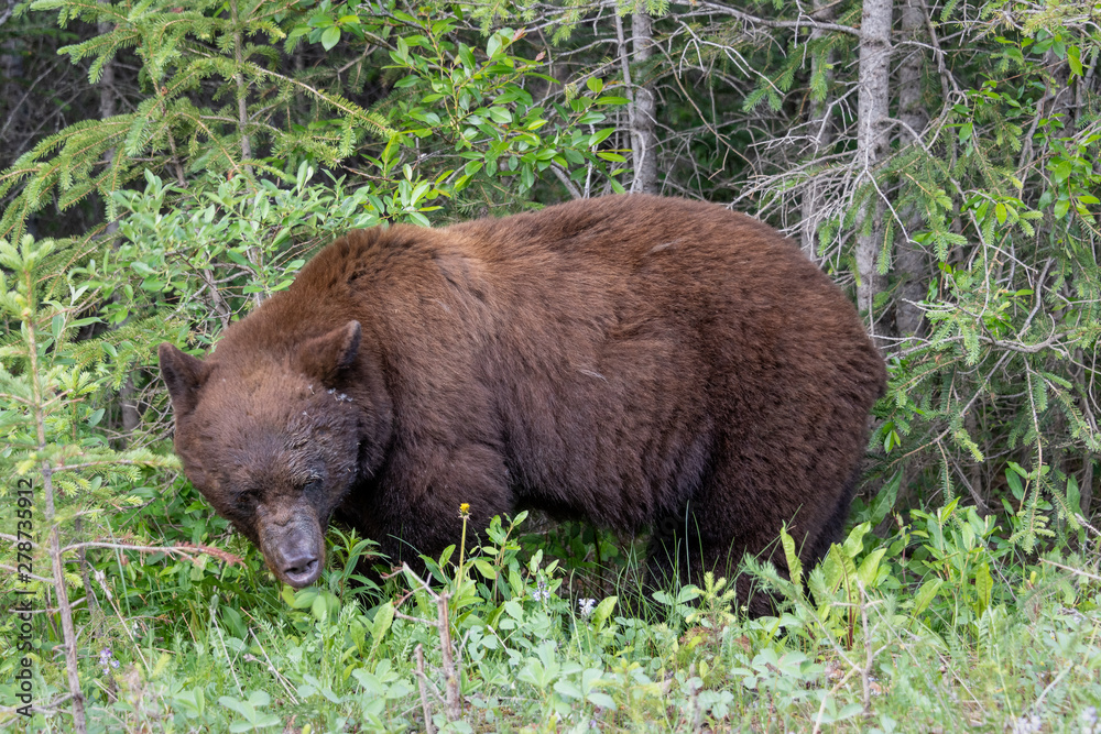 Big Brown Grizzly Bear on edge of woods Big Brown Grizzly Bear on edge of woods