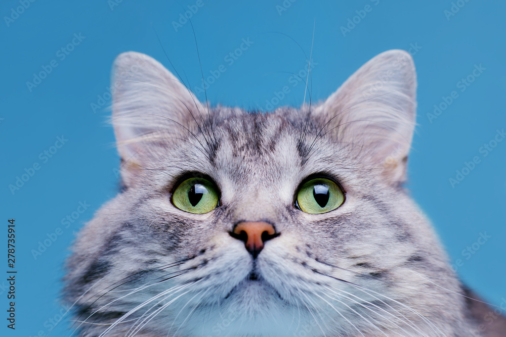 Close up view of funny smiling Gray tabby cute kitten with green eyes. Pets and lifestyle concept. Portrait of lovely fluffy cat.