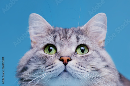Close up view of funny smiling Gray tabby cute kitten with green eyes. Pets and lifestyle concept. Portrait of lovely fluffy cat. © KDdesignphoto
