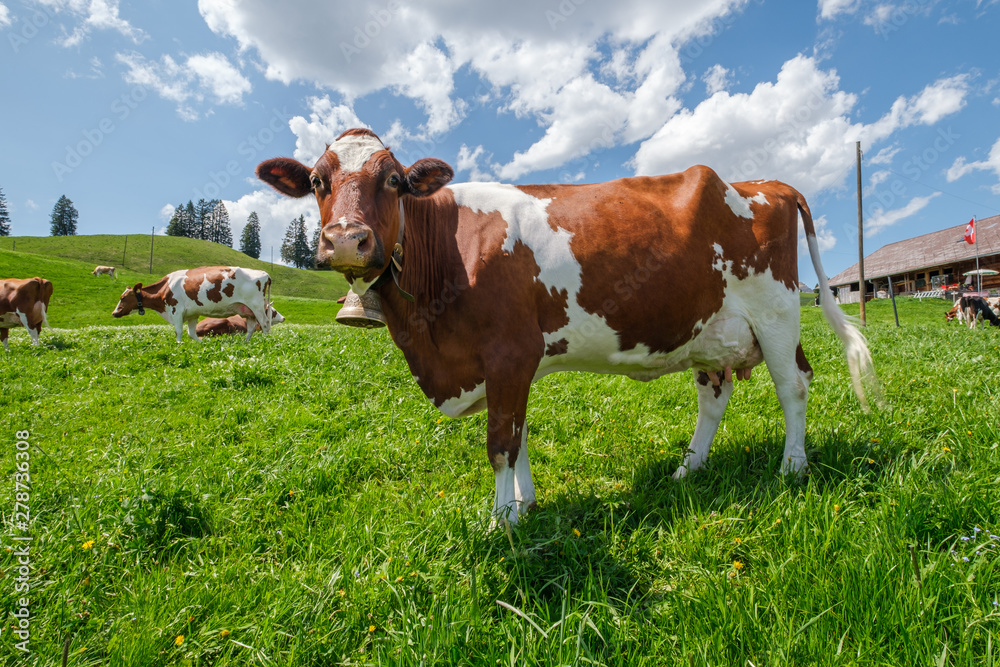 Cow with cowbell in an alpine meadow in the swiss alps in front of a farm with swiss flag Cow with cowbell in an alpine meadow in the swiss alps in front of a farm with swiss flag