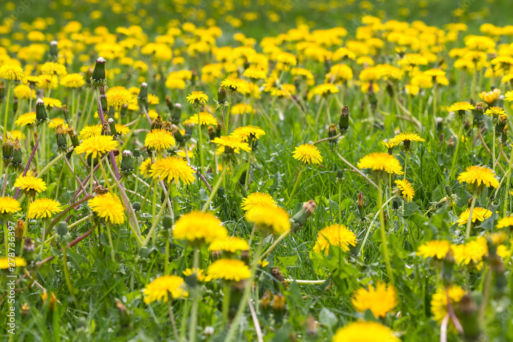 The dandelions blossoming in yellow color in the field The dandelions blossoming in yellow color in the field