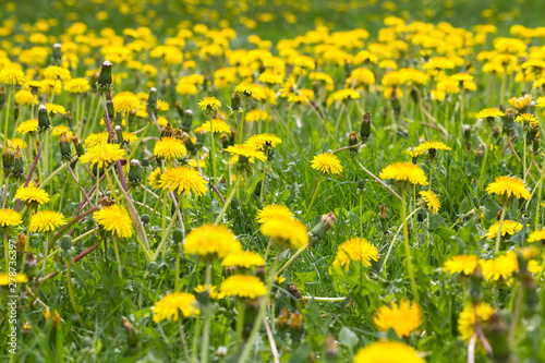 The dandelions blossoming in yellow color in the field