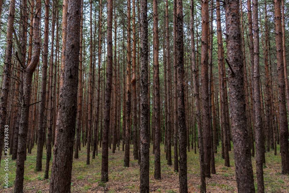 Pine Forest in Latvia