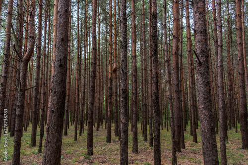 Pine Forest in Latvia