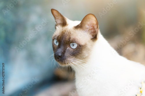 Siamese cat enjoy and sitting on concrete floor with natural in garden